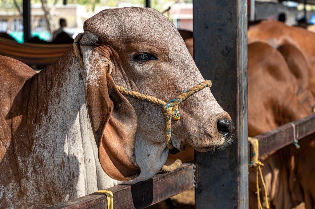 268446cb 0d33 3e53 233b e59308970763