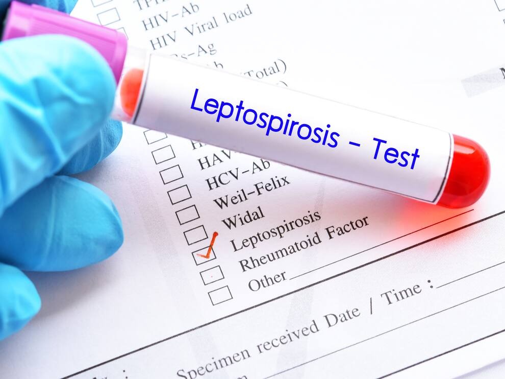 Territorial de Salud de Caldas refuerza acciones para prevenir la leptospirosis, infeccion que se transmite de animales a humanos