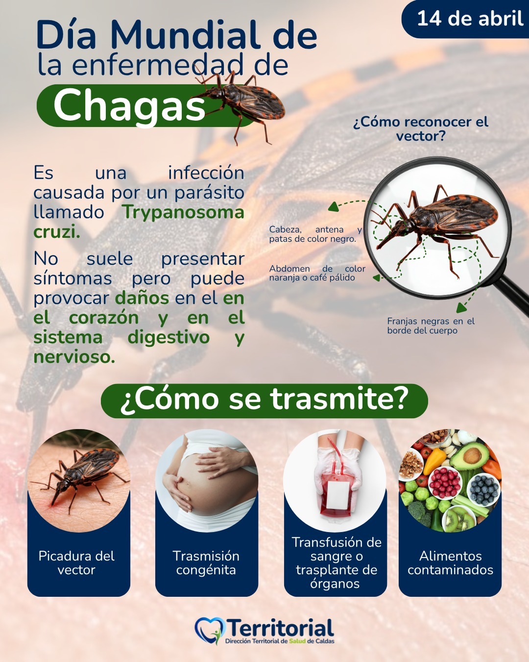 En el Dia Mundial de la Enfermedad de Chagas, la Territorial de Salud de Caldas refuerza su prevencion y vigilancia