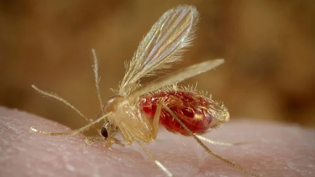 Territorial de Salud reporta 50 casos de leishmaniasis en Caldas y refuerza llamado a la prevencion