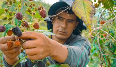 Agro, clave para Caldas: mayor productividad y diversificacion consolidan el sector segun nuevo informe de Caldata