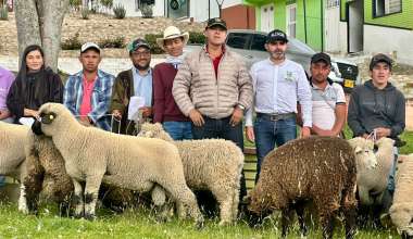 Gobierno de Caldas entrego 33 reproductores para fortalecer la produccion ovina en Marulanda